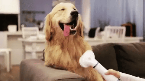 Wahshing Pet™ Cepillo secador 2 en 1